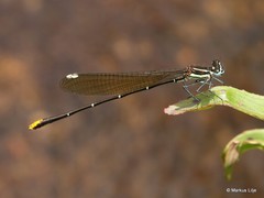 Allocnemis leucosticta