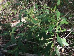 Scaevola montana