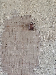 Galasa nigrinodis
