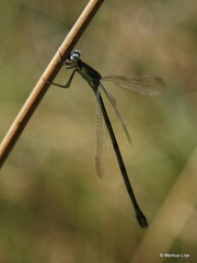Lestes virgatus