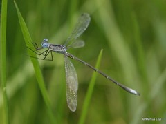 Lestes plagiatus