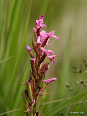 Disa stachyoides