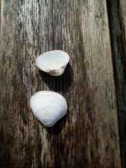 Cerastoderma edule