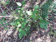 Jasminum simplicifolium