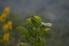 Ramphocelus flammigerus icteronotus