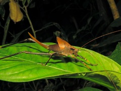 Mecopodinae