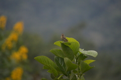 Ramphocelus flammigerus icteronotus
