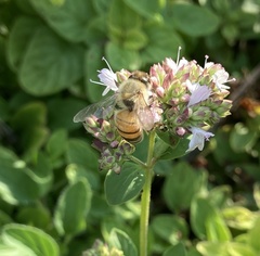 Apis mellifera
