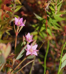 Boronia parviflora