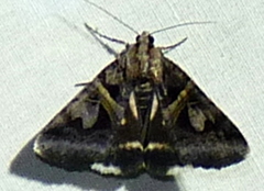 Drasteria grandirena