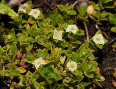 Mitrasacme serpyllifolia