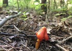 Hygrocybe acutoconica microspora