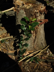 Azara integrifolia