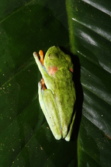 Agalychnis