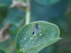 Condylostylus caudatus