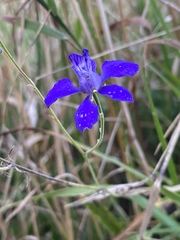 Delphinium consolida