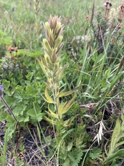 Castilleja cryptantha