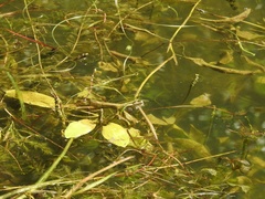 Potamogeton amplifolius