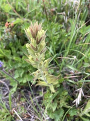 Castilleja cryptantha