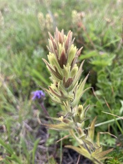Castilleja cryptantha