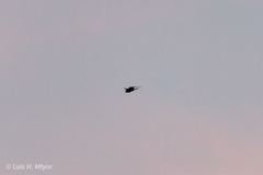 Chordeiles acutipennis