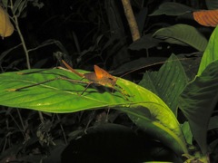 Mecopodinae
