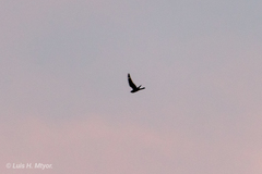 Chordeiles acutipennis