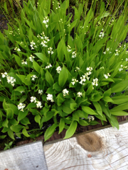 Maianthemum trifolium