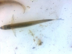 Atherinops affinis