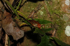 Ischnomela pulchripennis