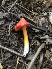 Hygrocybe acutoconica microspora