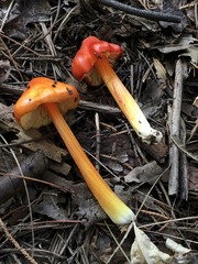 Hygrocybe acutoconica microspora