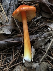 Hygrocybe acutoconica microspora