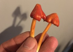 Hygrocybe acutoconica microspora