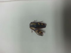 Buprestis rufipes