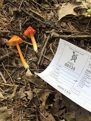 Hygrocybe acutoconica microspora