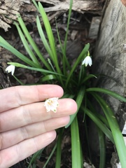 Leucojum