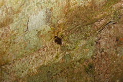 Hammatostylus argala