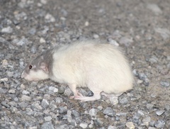 Rattus norvegicus domestica