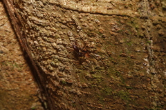 Hammatostylus argala