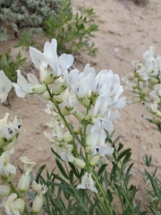 Oxytropis sericea