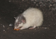 Rattus norvegicus domestica
