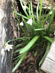 Leucojum