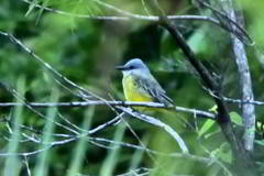 Tyrannus melancholicus