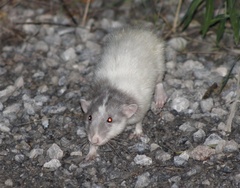 Rattus norvegicus domestica