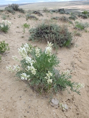 Oxytropis sericea