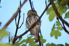 Glaucidium brasilianum