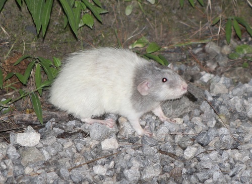 Rattus norvegicus