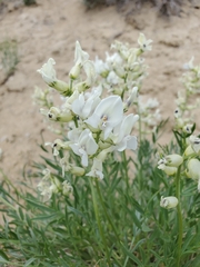Oxytropis sericea