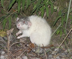 Rattus norvegicus domestica